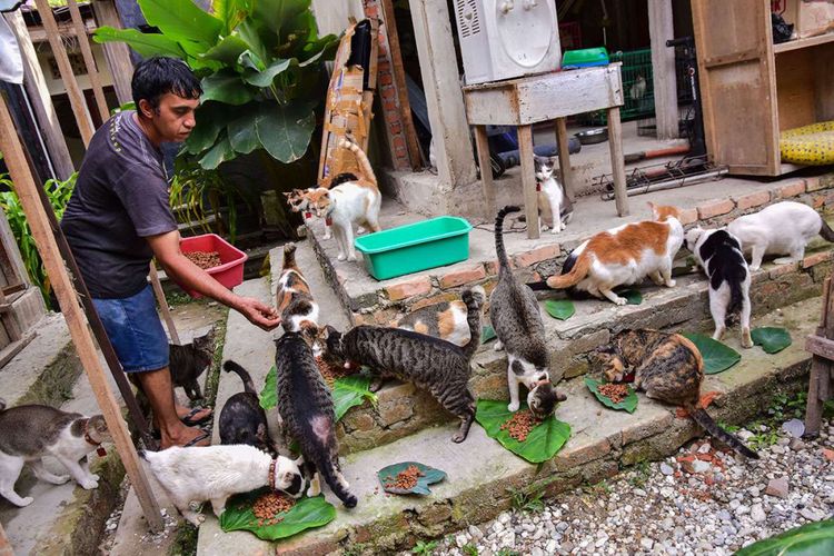 Petugas VR memberi makan kucing-kucing yang diselamatkan di Kota Pekanbaru, Riau, Sabtu (27/1/2018). Violetta Hasan Noor, secara individu melakukan gerakan menyelamatkan sekaligus mengurusi kucing-kucing telantar, termasuk mendirikan Violettas Rescue (VR) yang difungsikan sebagai tempat penampungan bagi kucing-kucing tersebut.