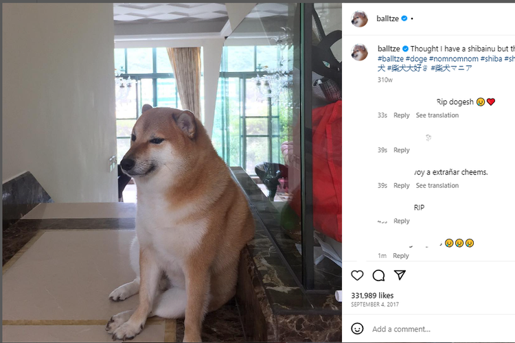 Foto Cheems Shiba Inu Di Balik Meme Anjing Populer Mati Akibat Leukemia