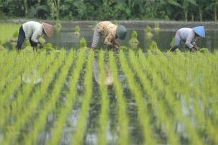 Buruh tani menanam bibit padi hibrida PP-1 di Desa Tirtonirmolo, Kasihan, Bantul, DI Yogyakarta, Senin (14/5/2012).