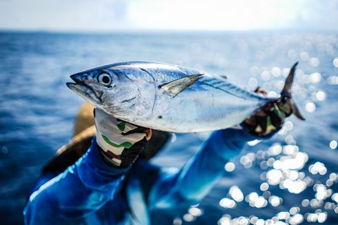 Aruna Kampanyekan Penangkapan Ikan Tuna Berkelanjutan