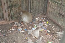 Tujuh Monyet di Lapangan Karangpawitan Terlantar, Kadang Makan Sampah Plastik