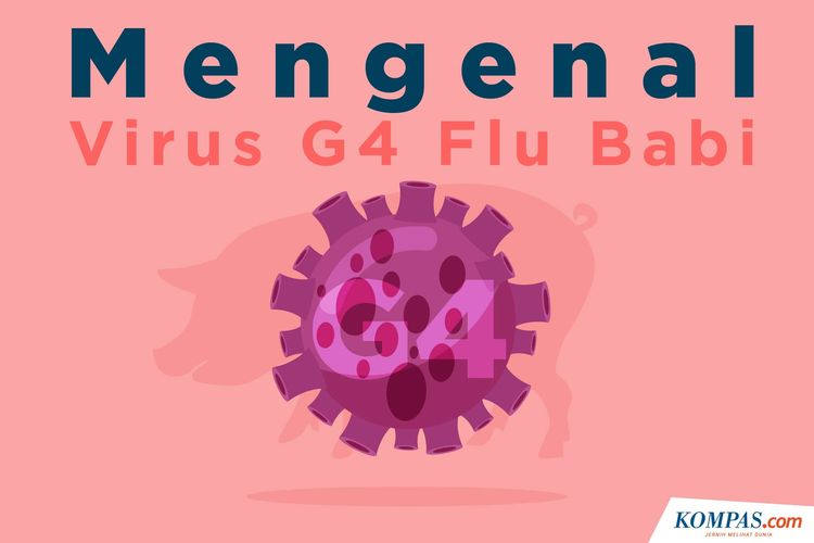 Mengenal Virus G4 Flu Babi