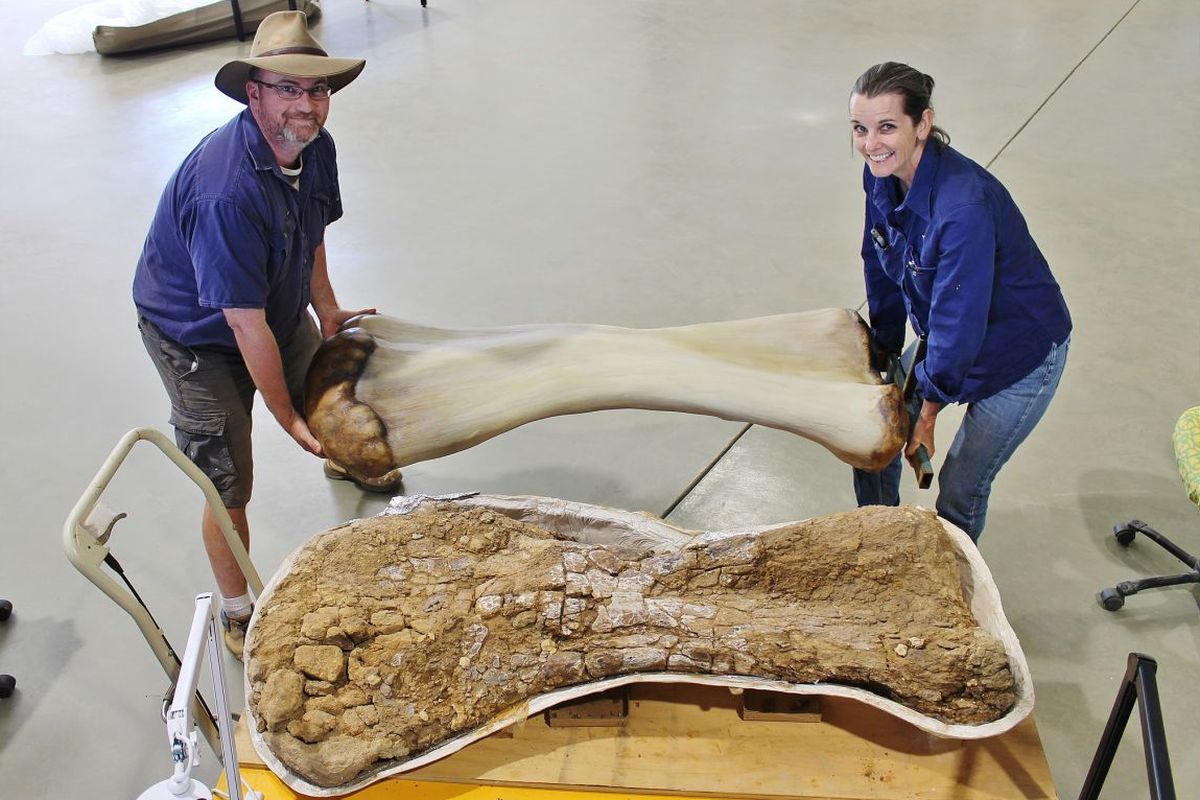 Paleontolog memegang rekonstruksi tulang Cooper, kerangka dinosaurus yang ditemukan di pedalaman Queensland, Australia. Salah satu dinosaurus terbesar yang ditemukan di dunia. Kerangka dinosaurus ini diketahui masih keluarga titanosaurus.