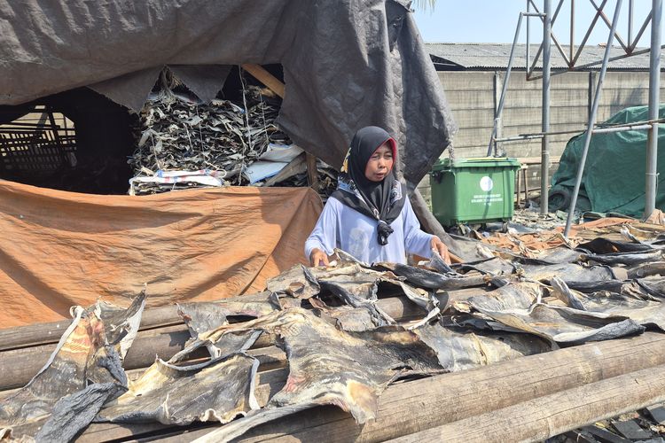 Limbah Kulit Ikan Cucut Diolah Jadi Kerupuk di Cilincing, Omzet Rp 50 Juta per Bulan