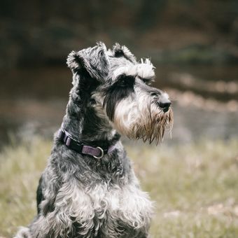 Ilustrasi ras anjing Scottish Terrier. 