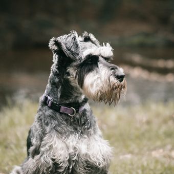 Foto Ras Anjing Yang Jarang Mengalami Kerontokan Bulu Halaman