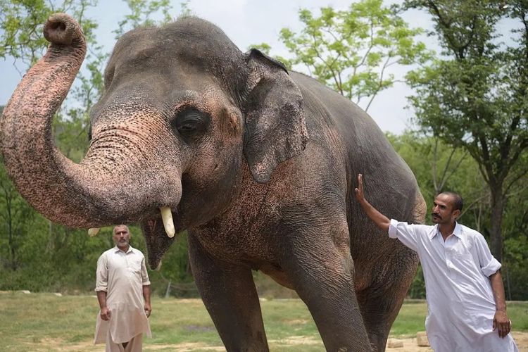 Kaavan, seekor gajah Asia yang berada di Kebun Binatang Maraghaza, Islamabad, Pakistan. Pada Mei lalu, dia dibebaskan dari kebun binatang setelah 35 tahun diyakini dianiaya.
