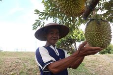 Pasar Durian Banjaroya Bisa Ditemui di Jalur Alternatif Jogja-Magelang