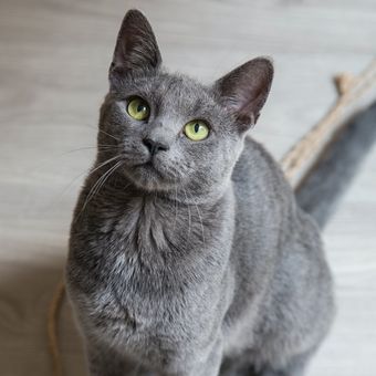 Ilustrasi kucing warna abu-abu