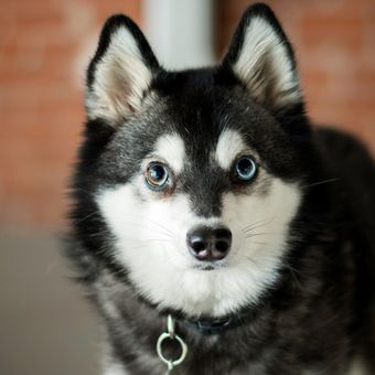 Ilustrasi ras anjing Alaskan Klee Kai. 