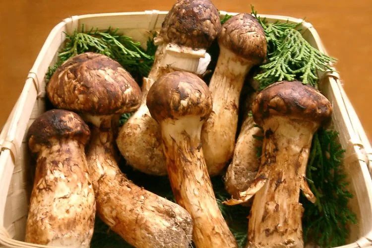 Jamur matsutake dari Jepang menjadi jamur termahal di dunia.