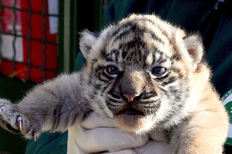 Seekor bayi harimau sumatera betina lahir di kebun binatang Bioparco di Roma di Kota Roma, Italia, pada 1 Desember 2023.