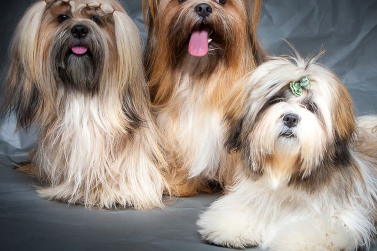 Ilustrasi anjing Lhasa apso.