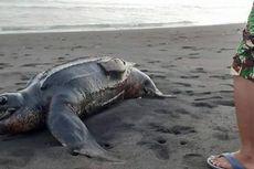 Penyu Mati Kembali Terdampar di Pantai Kulon Progo, Jadi Kasus Ketiga Sepanjang Agustus