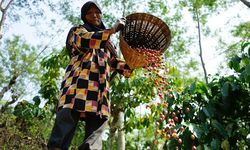 Antam Gandeng Petani Kolaka Optimalkan Produktivitas Kopi dan Kakao