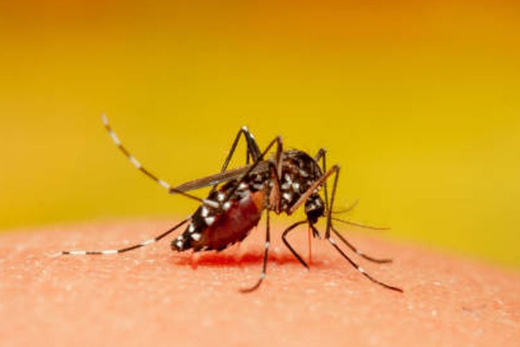 Ilustrasi gigitan nyamuk.