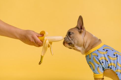 Apakah Buah dan Sayuran Baik untuk Dikonsumsi Anjing?