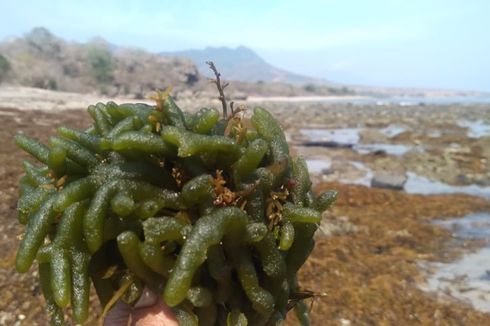 Menikmati Rumput Laut Hinga Mbeta yang Langka Khas Flores Rongga
