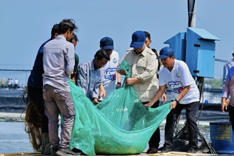 Presiden Prabowo Panen Raya Udang Vaname di Kebumen, 1 Hektar Capai 40 Ton 