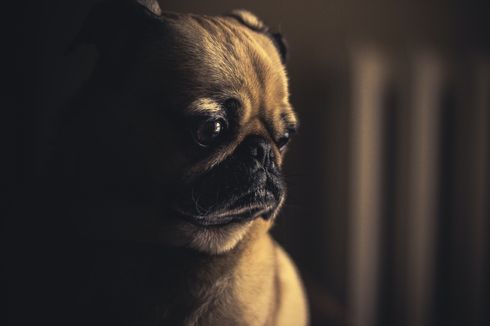 Kenali Kesedihan Anjing, Agar Tak Berlarut Menuju Depresi