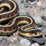 6 Fakta Menarik Hewan Reptil, Muncul 315 Juta Tahun yang Lalu
