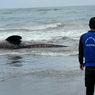 Hiu Tutul Mati Terdampar di Pantai Wagir Indah Cilacap, Sempat Dikira Pohon Kelapa