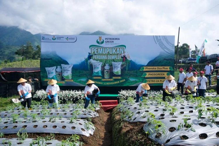 Direktur Operasi dan Produksi Petrokimia Gresik Digna Jatiningsih (tengah), saat memperkenalkan ZA Plus, Phosgreen dan Phonska OCA Plus melalui demplot tomat di Kecamatan Garung, Kabupaten Wonosobo, Jawa Tengah, Jumat (4/11/2022).