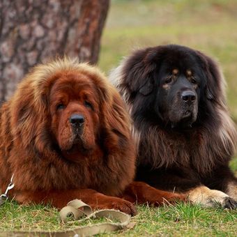 Ilustrasi anjing - Anjing ras Tibetan Mastiff.