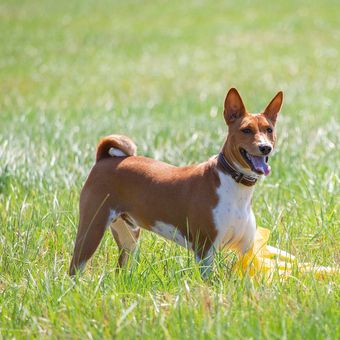 Ilustrasi ras anjing Basenji. 