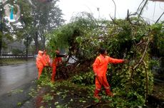 Hujan Lebat Akibatkan Satu Pohon Tumbang di Kebon Jeruk, BPBD Jakarta: Sudah Dievakuasi