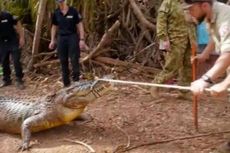 Polisi Australia Tangkap Buaya Besar Pemangsa Ternak