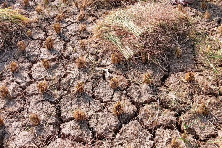 Ancaman El Nino 2026,  80 Persen Sawah di Bandung Barat Terancam Kekeringan karena Tak Ada Irigasi