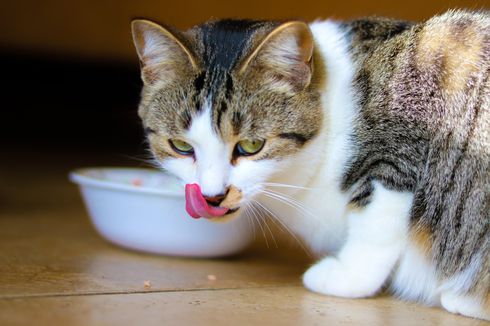 4 Cara Membuat Kucing Lahap Makan