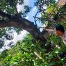 Cari Pakan Ternak di Pohon Mangga, Petani Asal Ponorogo Tewas Tersengat Listrik