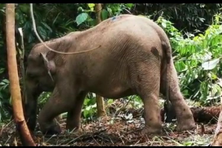 Kondisi anak gajah yang sudah bisa berjalan dan sedang mencari makan di kawasan hutan 