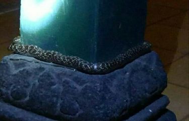 Yapon ayollari bilan Woodman kasting