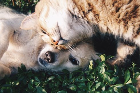 5 Jenis Anjing yang Bisa Dipelihara Bersama Kucing