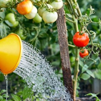 Ilustrasi menyiram tanaman tomat. 