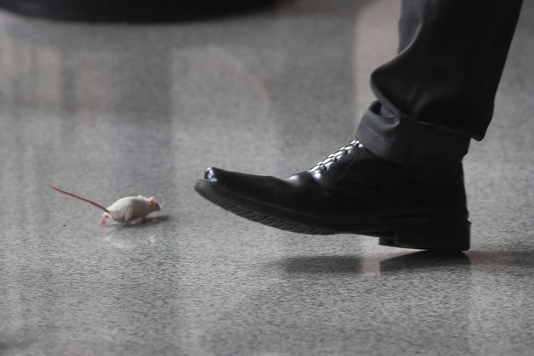 Petugas berusaha mengusir tikus yang dilemparkan pengunjuk rasa di gedung KPK, Jakarta, Selasa (11/4/2023).  Unjuk rasa menuntut mundurnya Ketua KPK Firli Bahuri itu berlangsung ricuh serta ditandai dengan pelemparan tikus dan telur ke arah gedung KPK.