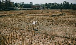 Hadapi Ancaman Kekeringan, Dinas Sumber Daya Air Jabar Prioritaskan Antisipasi Gagal Panen