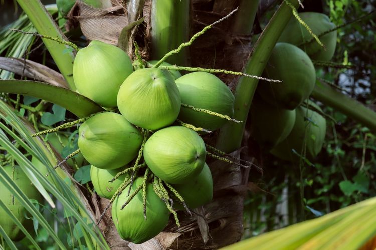 Ilustrasi tanaman kelapa genjah, pohon kelapa genjah. 