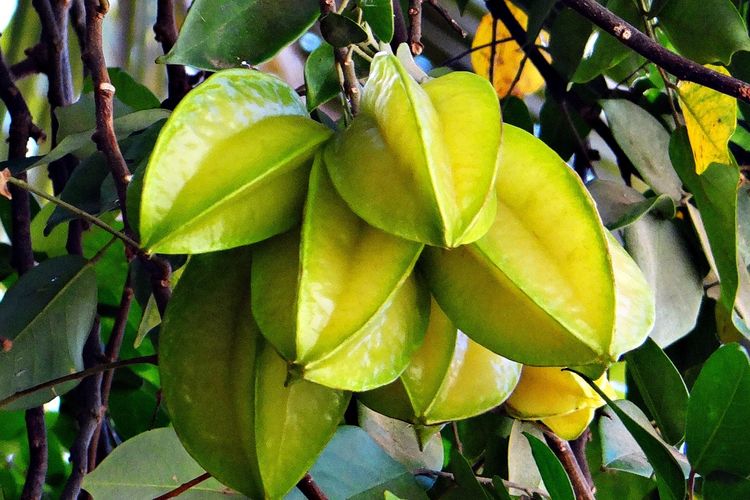 Ilustrasi belimbing, buah belimbing di pohon. 