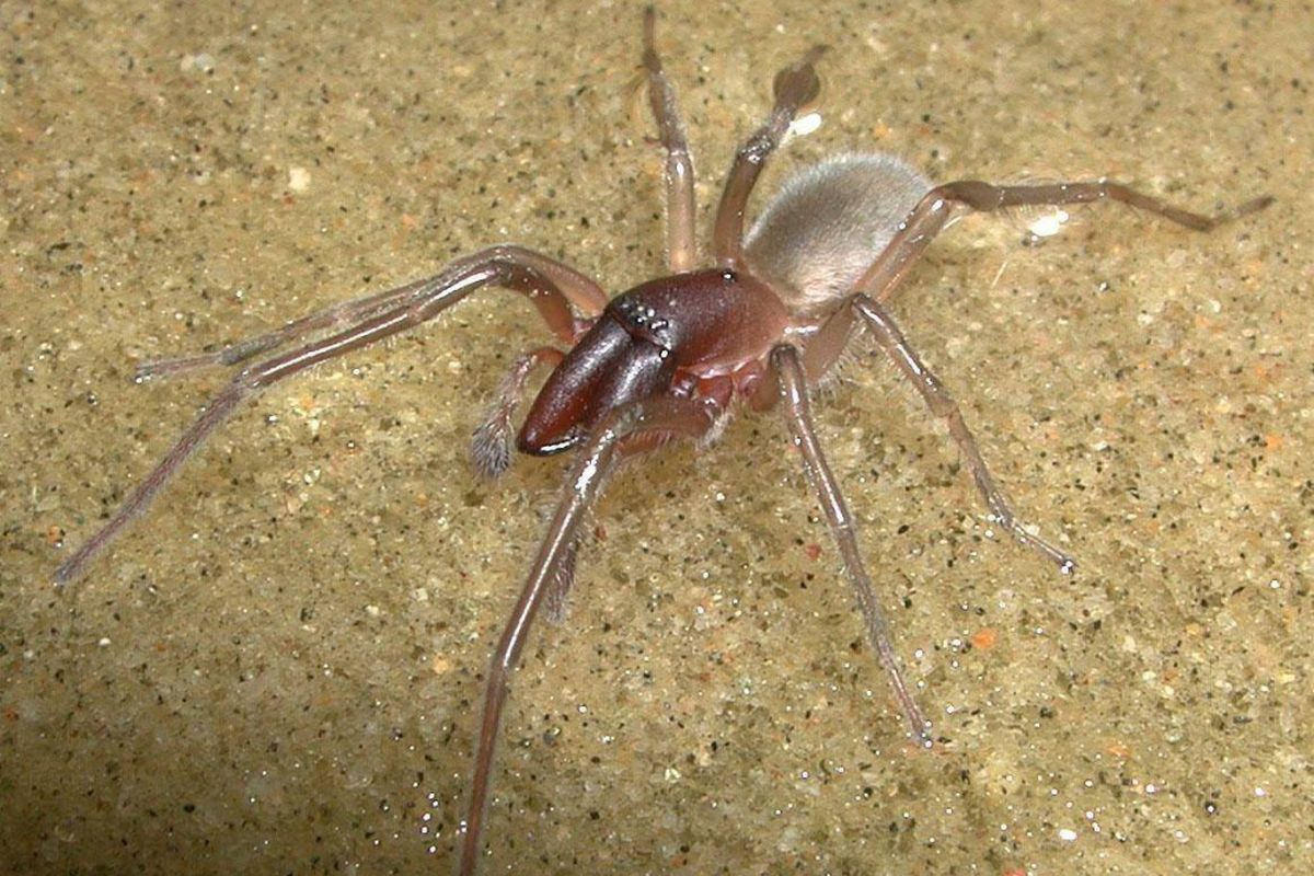 Spesies laba-laba baru ini ditemukan di pantai Queensland, Australia bagian timur. Namanya terinspirasi dari musisi Bob Marley.