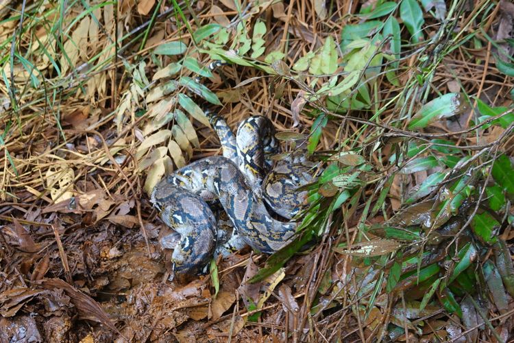 Pelepas liaran ular sanca di Suaka Margasatwa (SM) Padang Sugihan, Kabupaten Banyuasin, oleh BKSDA Sumatera Selatan.
