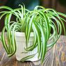 Cara Merawat Tanaman Spider Plant, Tak Perlu Perhatian Khusus