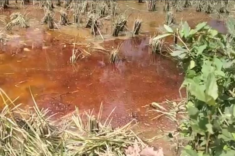 Lahan pertanian yang tercemar minyak mentah di Kecamatan Sambong, Blora