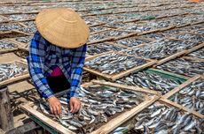 Pengolahan Ikan dan Daging Menjadi Bahan Pangan Setengah Jadi