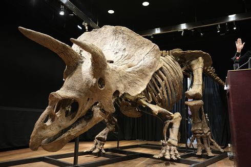Kerangka Triceratops Terbesar di Dunia, Big John, Laku Rp 109 Miliar