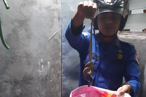 Ular Kobra Masuk ke Rumah Anggota Pemadam Kebakaran di Jember