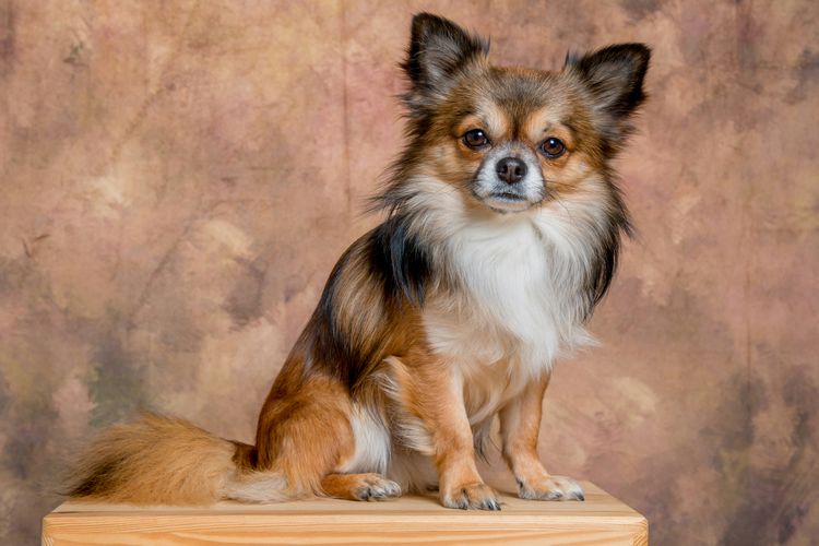 5 Tips Merawat Anjing Chihuahua Kesayangan Anda